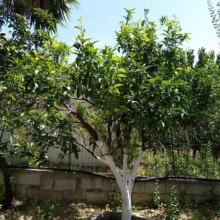 Amaranthos Skiathos View *