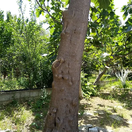 Διαμέρισμα Amaranthos Skiathos View Μεγάλη Άμμος