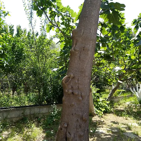 Amaranthos Skiathos View Megali Ammos (Skiathos)