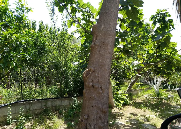 Amaranthos Skiathos View Megali Ammos (Skiathos)